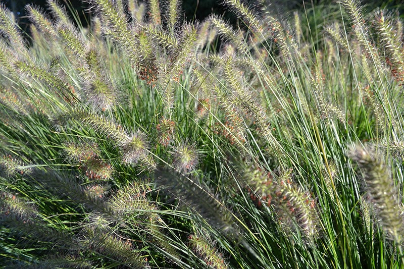 Kustplanten. Waar moet je op letten?